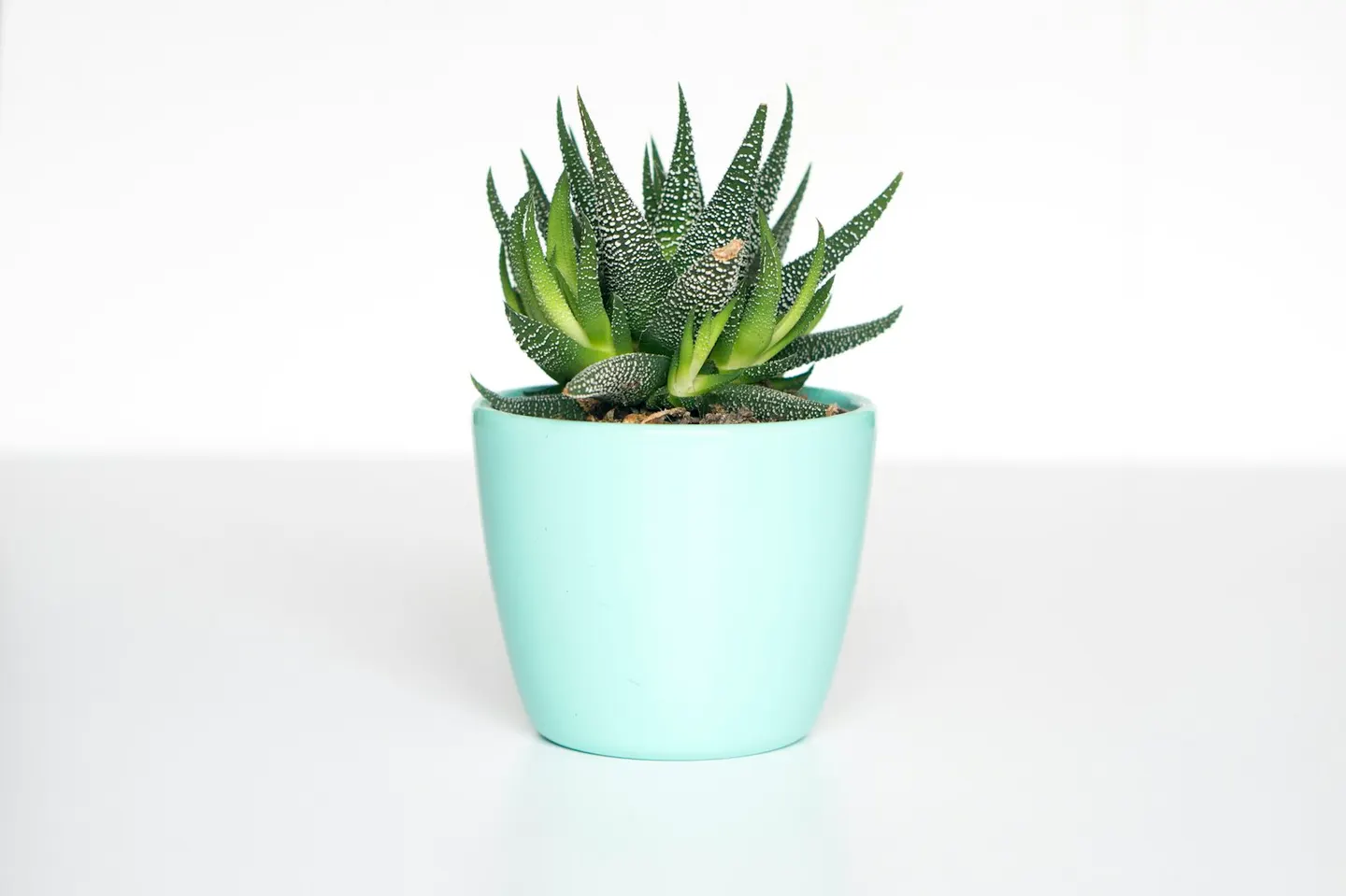 A potted plant